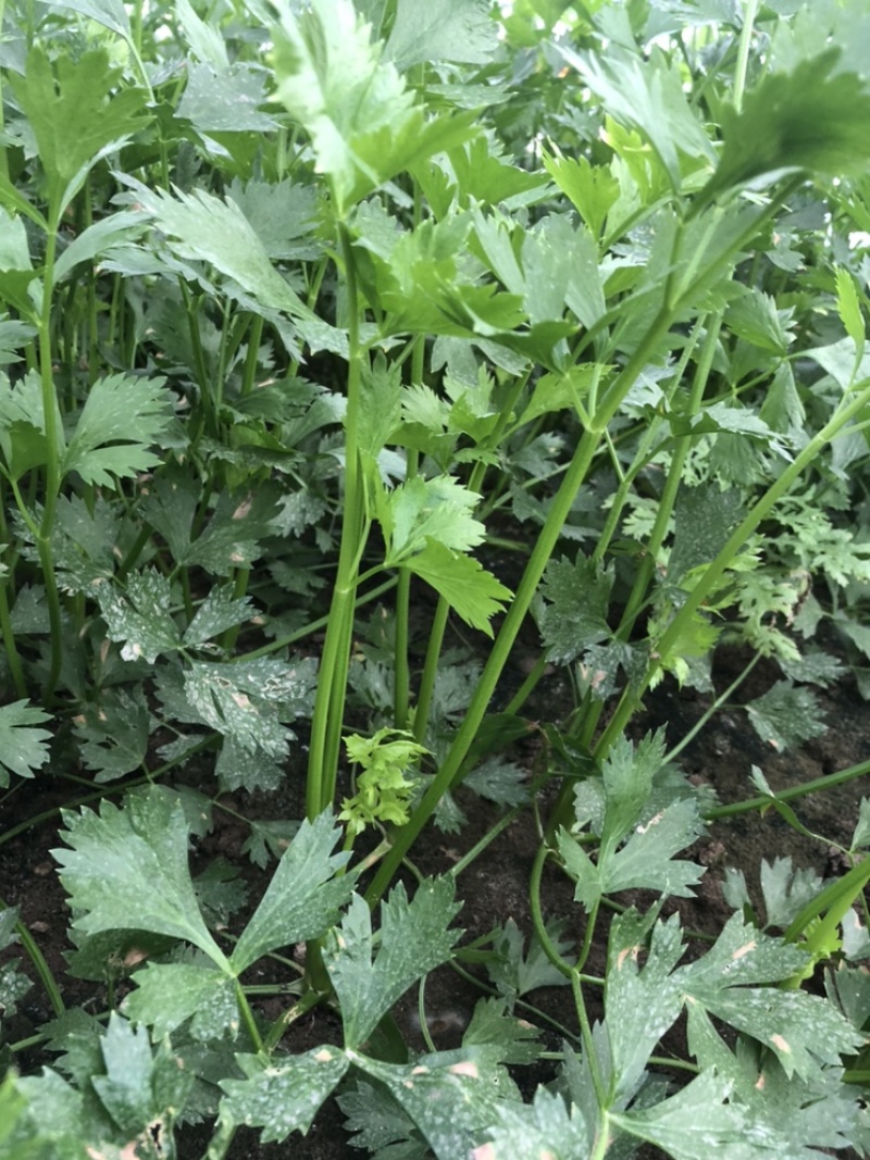 芹菜蔬菜基地种植品相优良价格便宜可长期稳定供应