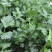 芹菜蔬菜基地种植品相优良价格便宜可长期稳定供应