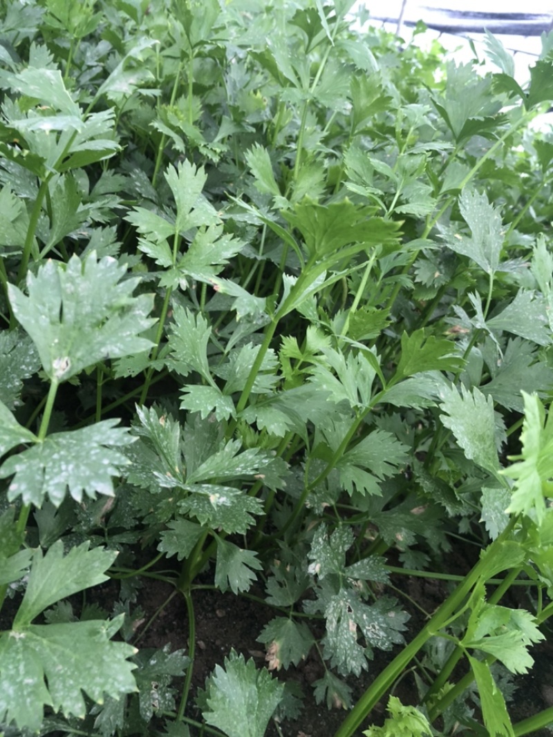芹菜蔬菜基地种植品相优良价格便宜可长期稳定供应