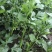 芹菜蔬菜基地种植品相优良价格便宜可长期稳定供应