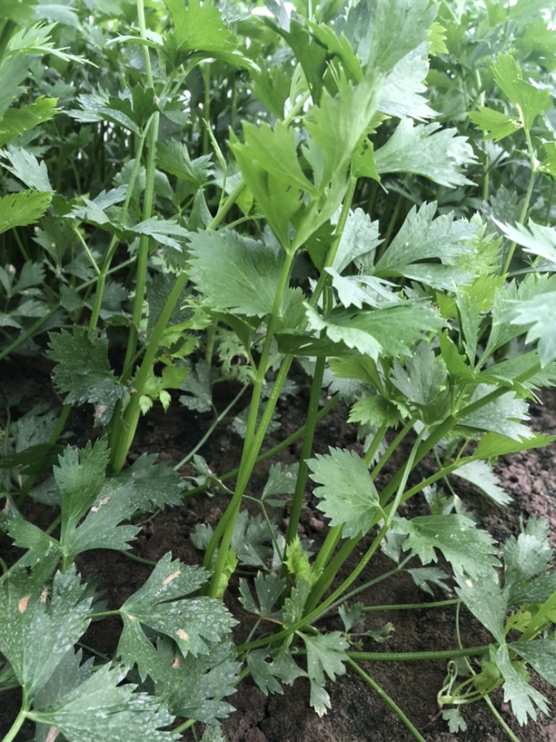 芹菜蔬菜基地种植品相优良价格便宜可长期稳定供应