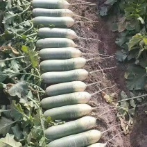 水果萝卜大量上市