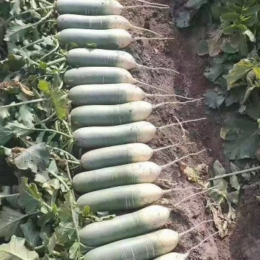 水果萝卜大量上市