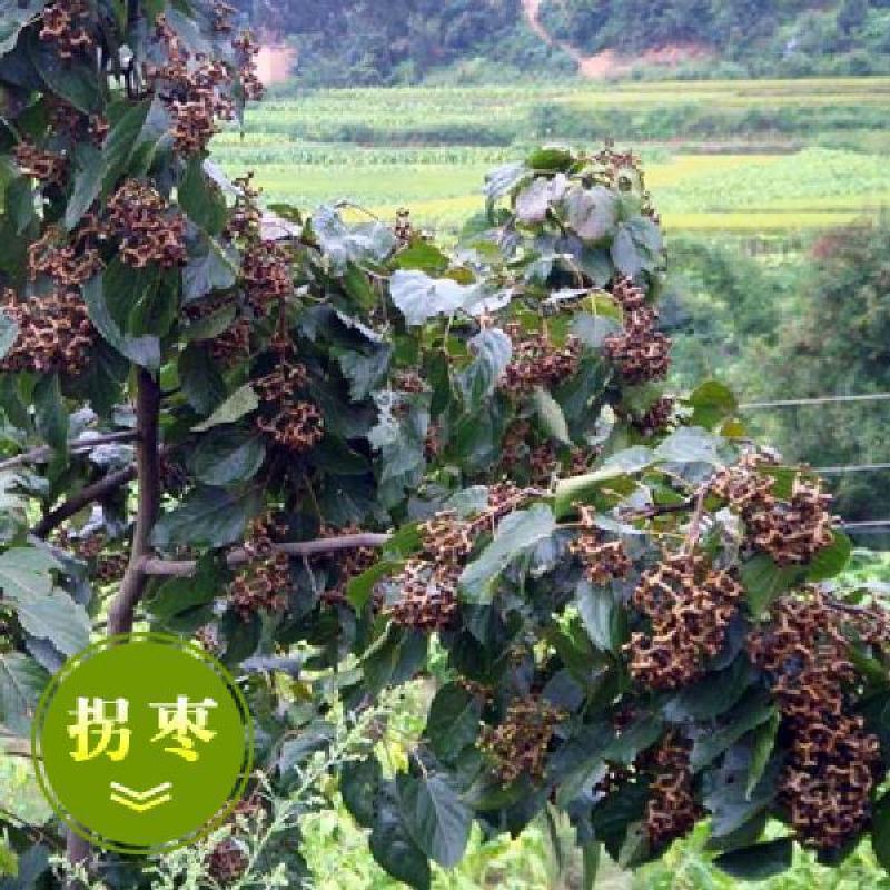 2022秦岭野生新鲜拐枣万寿果鸡爪梨金钩子枳椇子煲汤