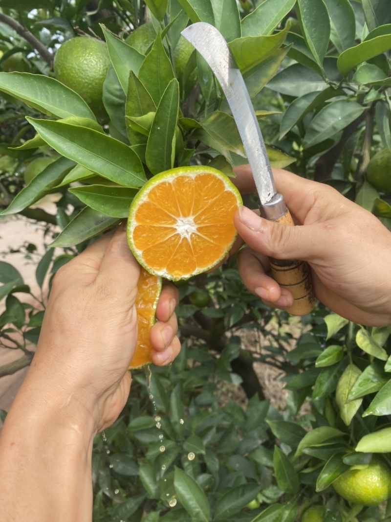 眉山大芬特特早熟蜜桔大量有货，皮薄汁多，欢迎采购
