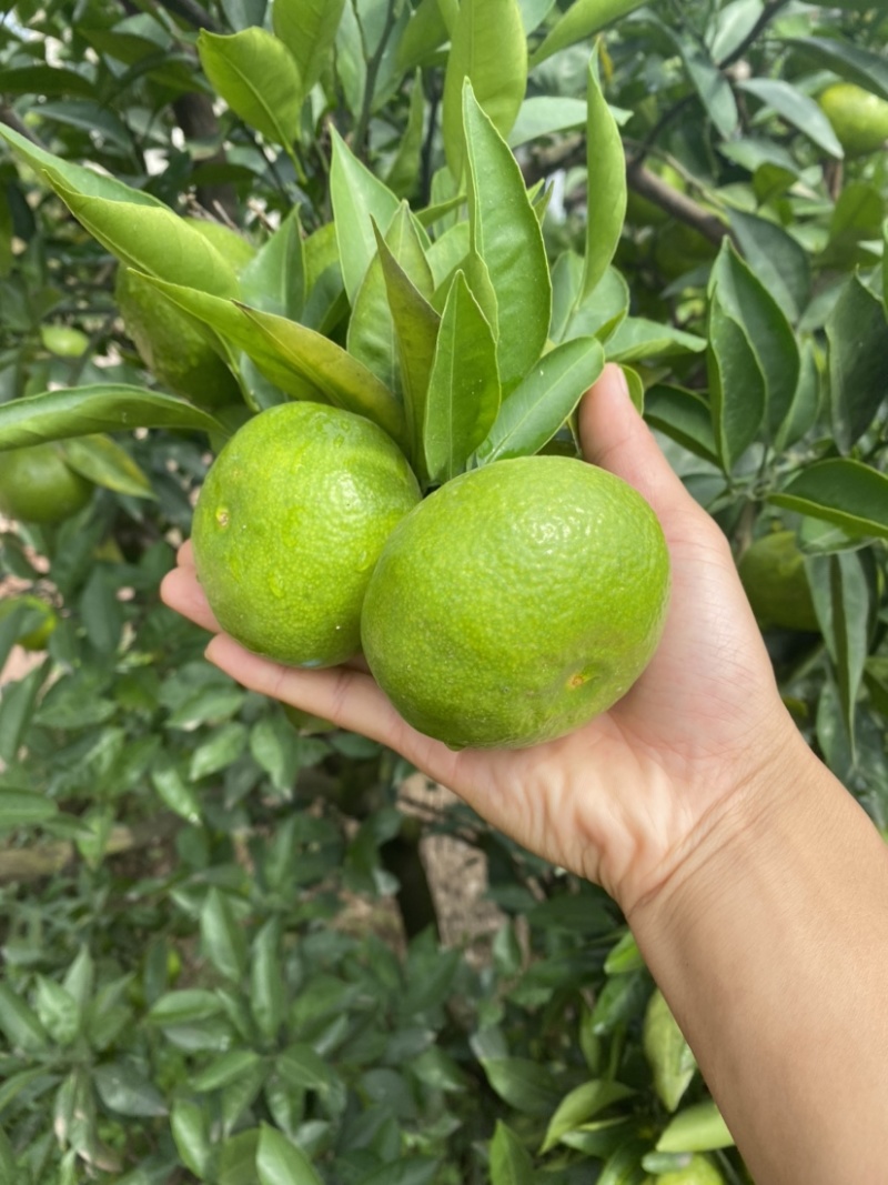 眉山大芬特特早熟蜜桔大量有货，皮薄汁多，欢迎采购