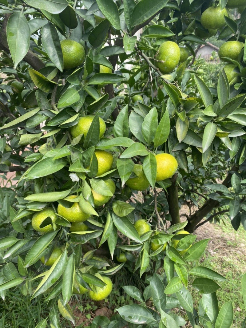 眉山大芬特特早熟蜜桔大量有货，皮薄汁多，欢迎采购