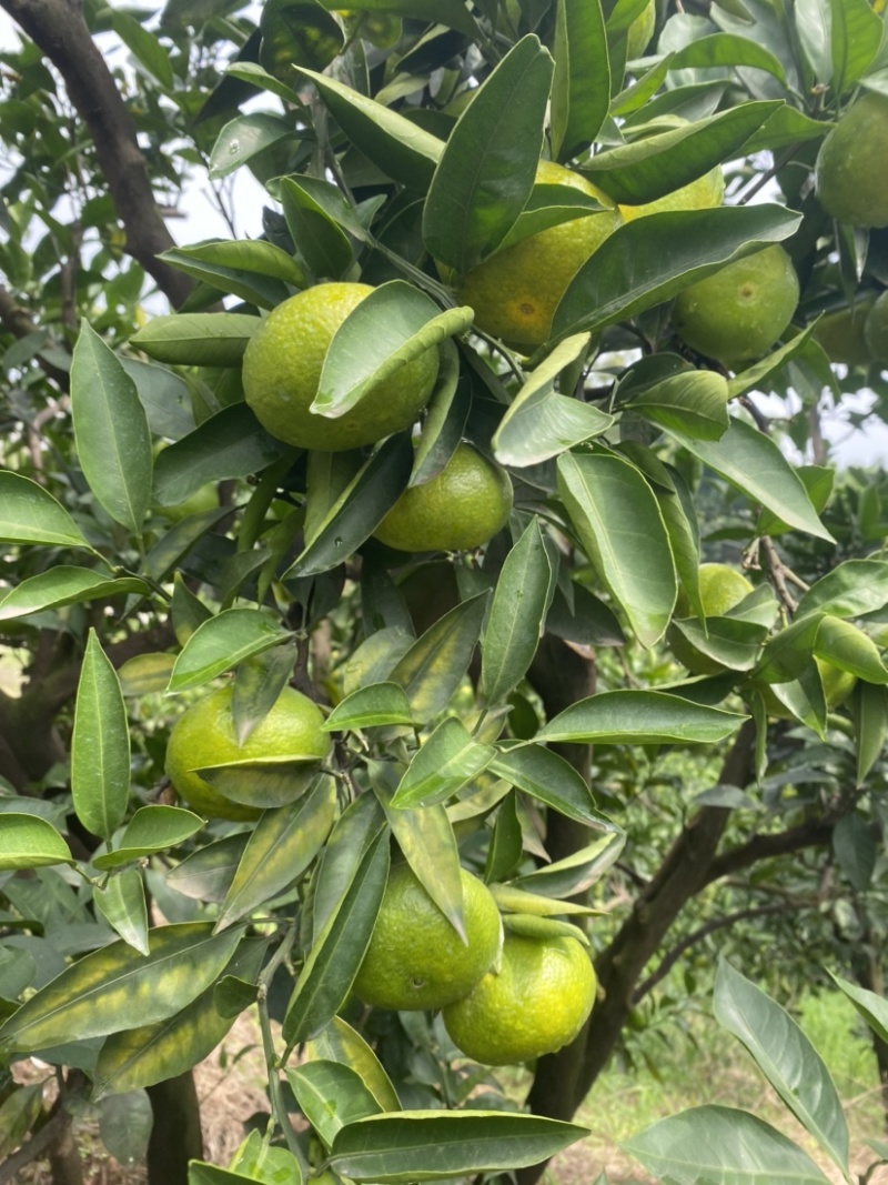 眉山大芬特特早熟蜜桔大量有货，皮薄汁多，欢迎采购