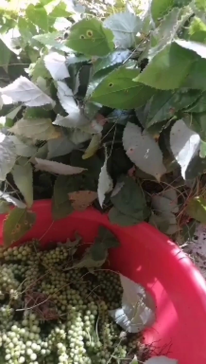 淫羊藿野生淫羊藿统货选货