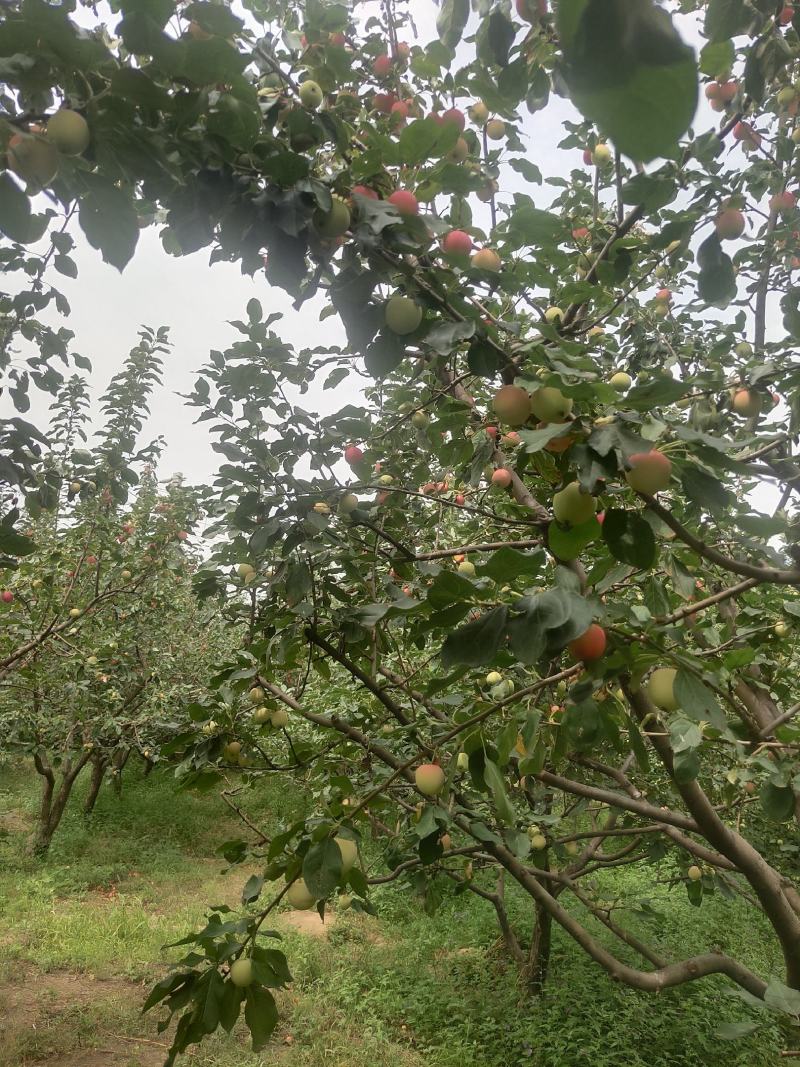 精品123，苹果梨，