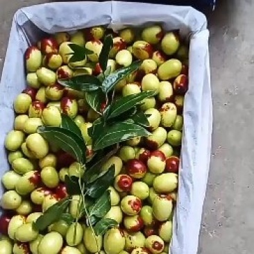 新鲜采摘的鸡心枣口感脆甜，点红，花红，正在上市，品质决定