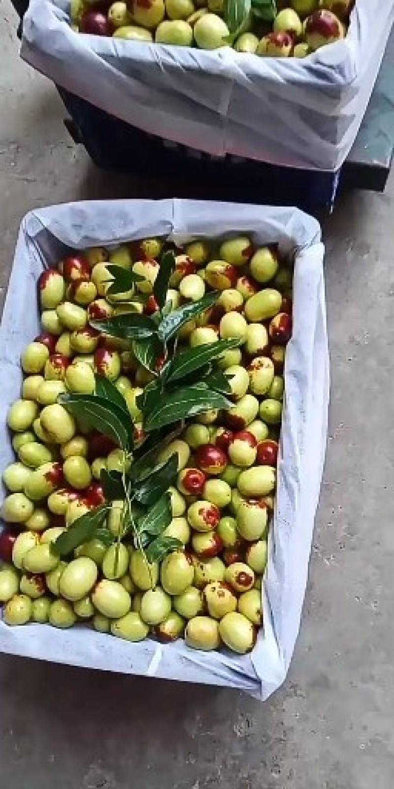 新鲜采摘的鸡心枣口感脆甜，点红，花红，正在上市，品质决定