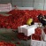 红椒（万亩冷棚红牛角椒基地，日供货量巨大，）