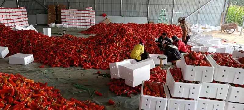 红椒（万亩冷棚红牛角椒基地，日供货量巨大，）