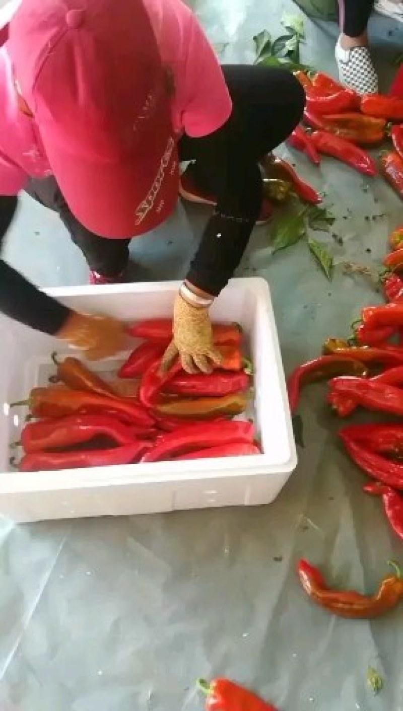 红椒（万亩冷棚红牛角椒基地，日供货量巨大，）