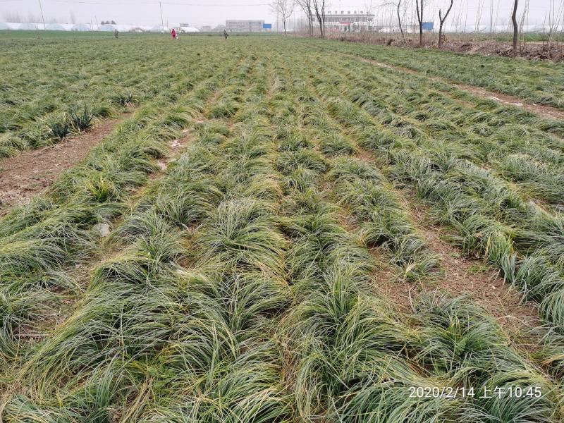 安徽藏红花种球批发、中药材种植，景点合作社致富包回收免费技术