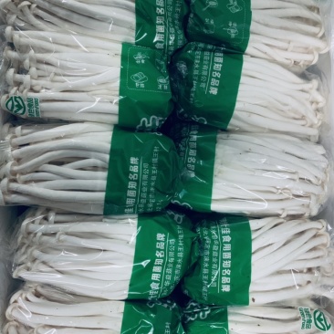 500g海鲜菇，基地直供，常年有货