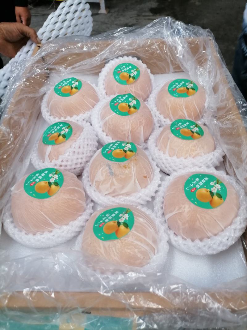 精品秋月梨，品质好，口感好，糖度高，礼盒装，优质包装团队