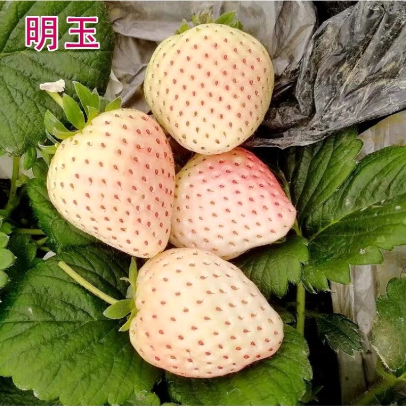 章姬，红颜，隋珠，四季草莓，妙香草莓苗，脱毒草莓苗