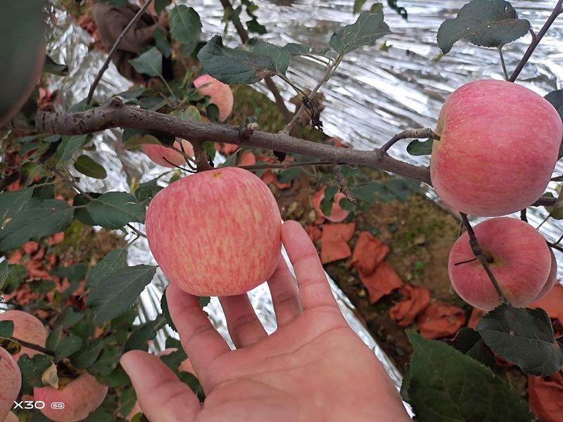【优选】山东红富士苹果大量出库口感脆甜价格便宜货源充足