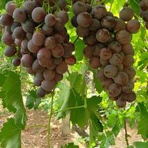 板桥镇友好村的葡萄成熟了，欢迎新老客户前来选购。