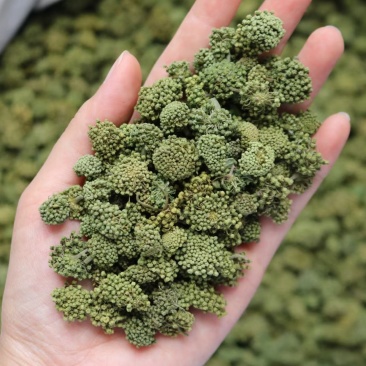 广州人特级精选田七花三七花无柄花骨朵大一件代发批发