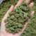 广州人特级精选田七花三七花无柄花骨朵大一件代发批发