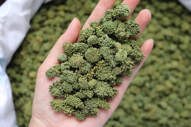 广州人特级精选田七花三七花无柄花骨朵大一件代发批发