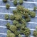 广州人特级精选田七花三七花无柄花骨朵大一件代发批发