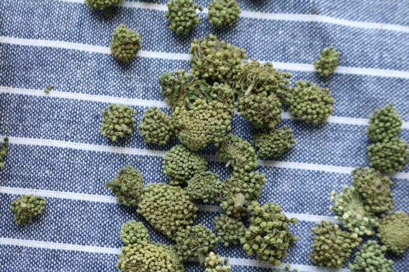 广州人特级精选田七花三七花无柄花骨朵大一件代发批发