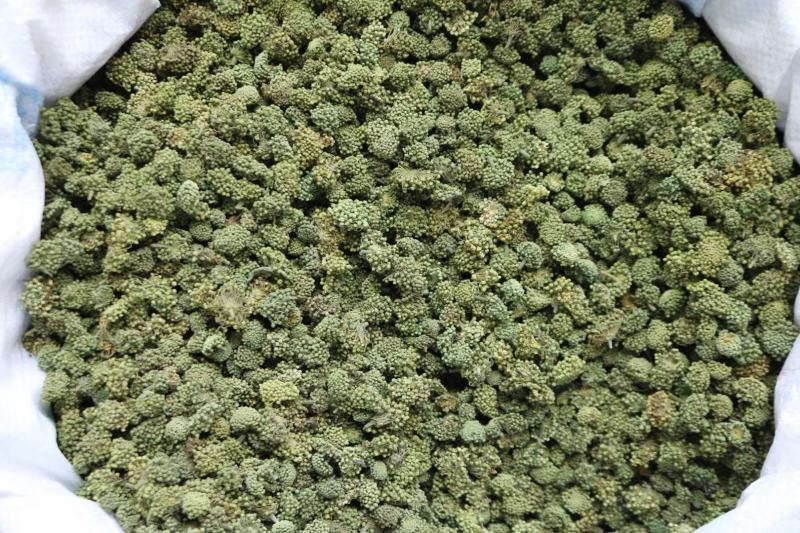 广州人特级精选田七花三七花无柄花骨朵大一件代发批发