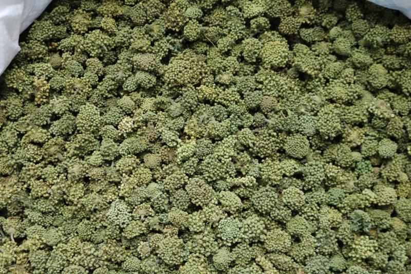 广州人特级精选田七花三七花无柄花骨朵大一件代发批发
