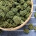 广州人特级精选田七花三七花无柄花骨朵大一件代发批发