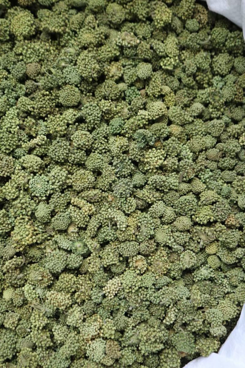 广州人特级精选田七花三七花无柄花骨朵大一件代发批发