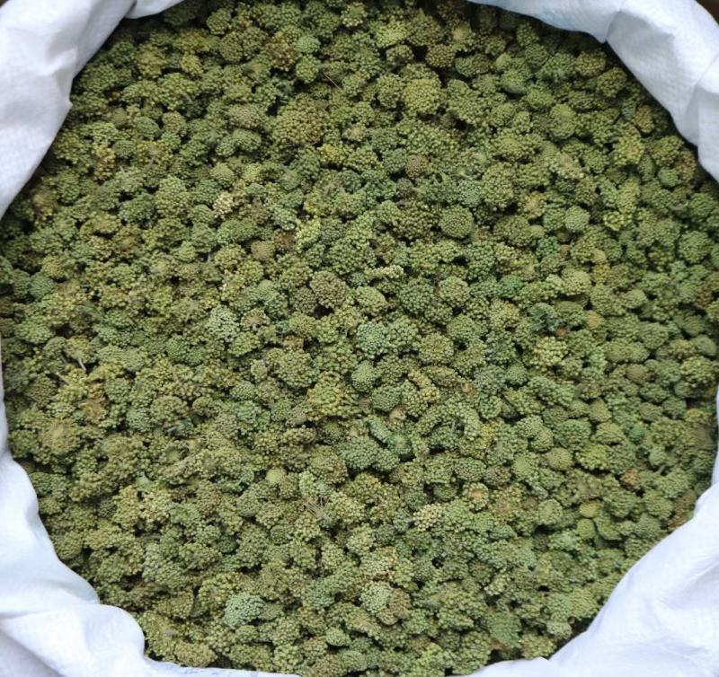 广州人特级精选田七花三七花无柄花骨朵大一件代发批发