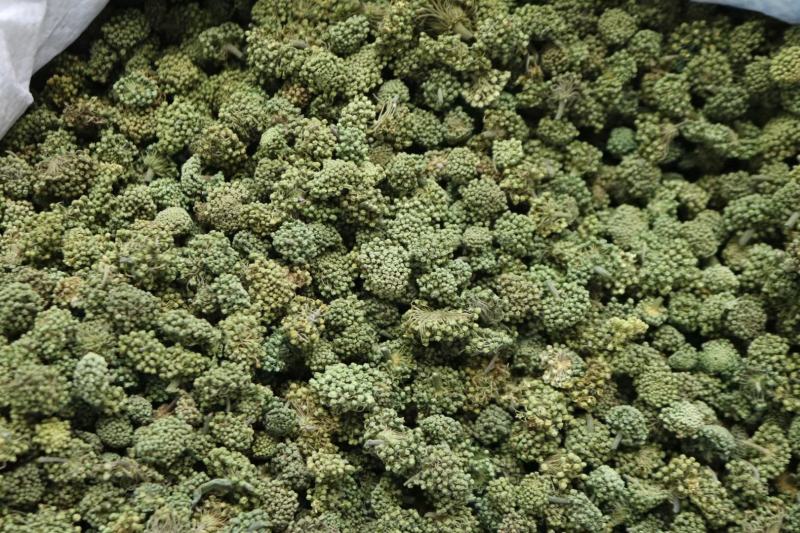 广州人特级精选田七花三七花无柄花骨朵大一件代发批发