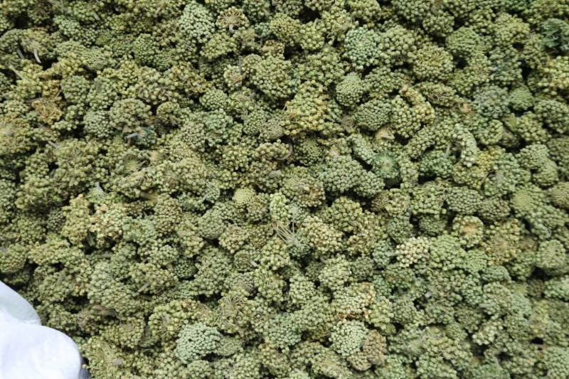 广州人特级精选田七花三七花无柄花骨朵大一件代发批发