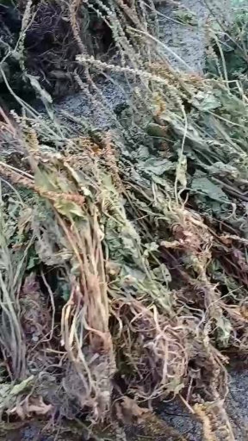 车前草，贵州野生水洗干货，只做质量不做数量，一手货源