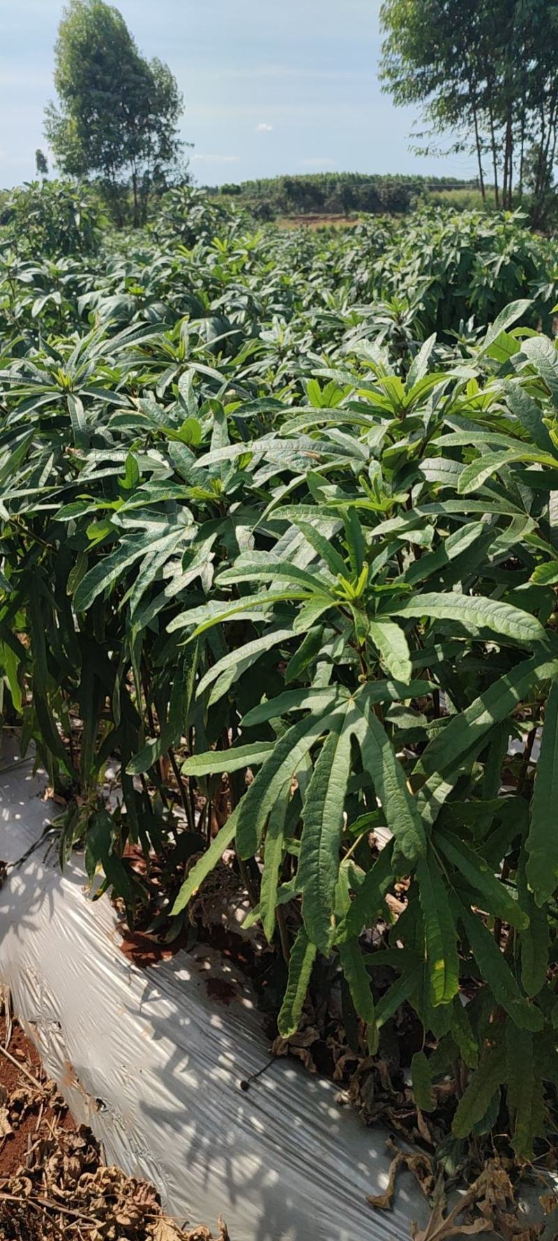 无硫五指毛桃汤料袋装200g家庭煲汤精美袋装送礼皆品