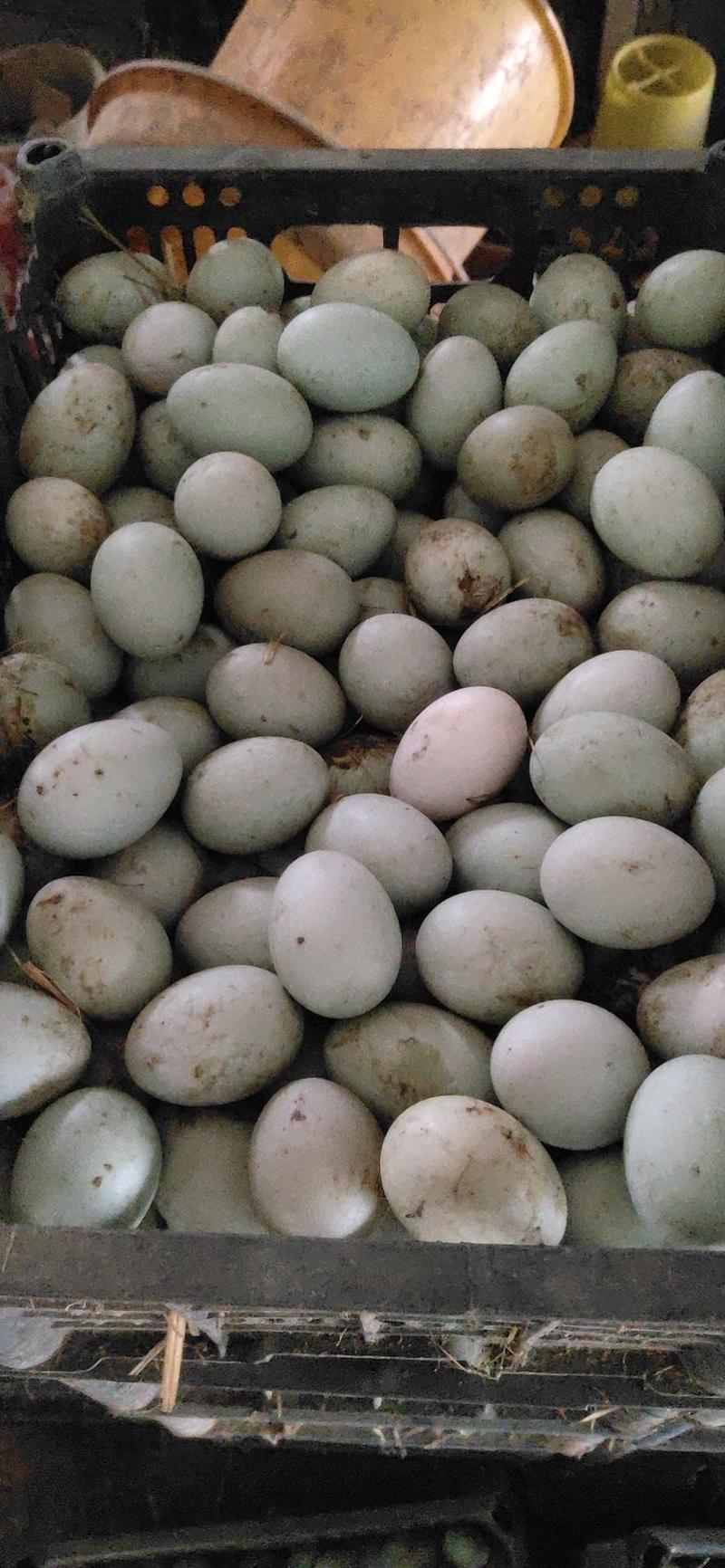 鲜鸭蛋自家养殖场农田喂养双黄蛋红心寻找长期合作