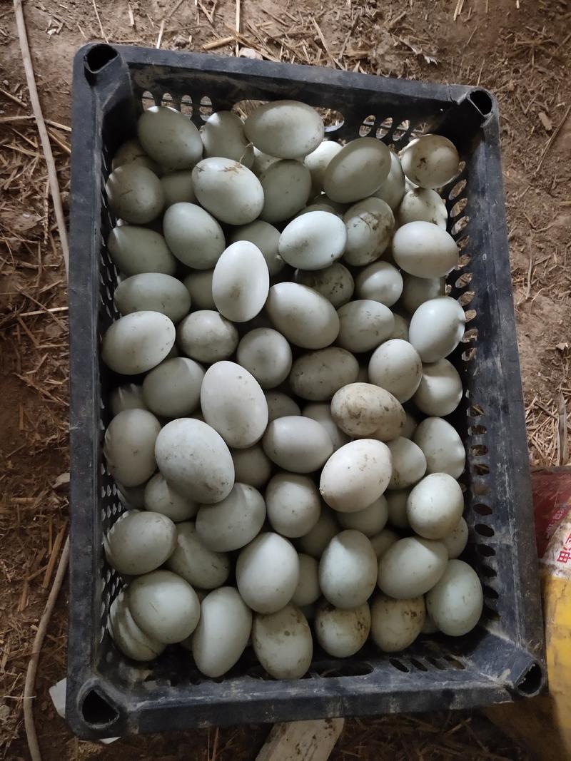 鲜鸭蛋自家养殖场农田喂养双黄蛋红心寻找长期合作