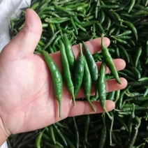 青小米椒高辣朝天椒816手工上筛挑拣！质量好！