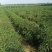 青小米椒高辣朝天椒816手工上筛挑拣！质量好！