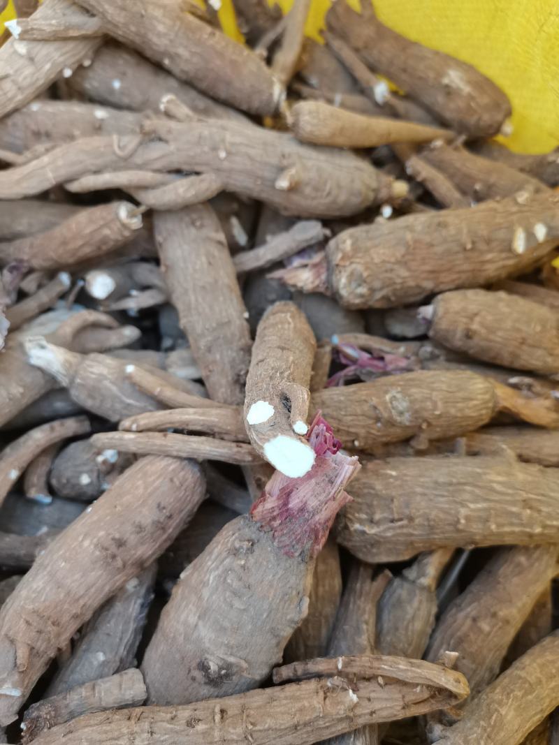 白芷种子，纯新二年生移栽白芷种子，分批采收，质量纯正