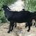 努比亚黑山羊。母羊大部分怀胎出售，带小羊羔