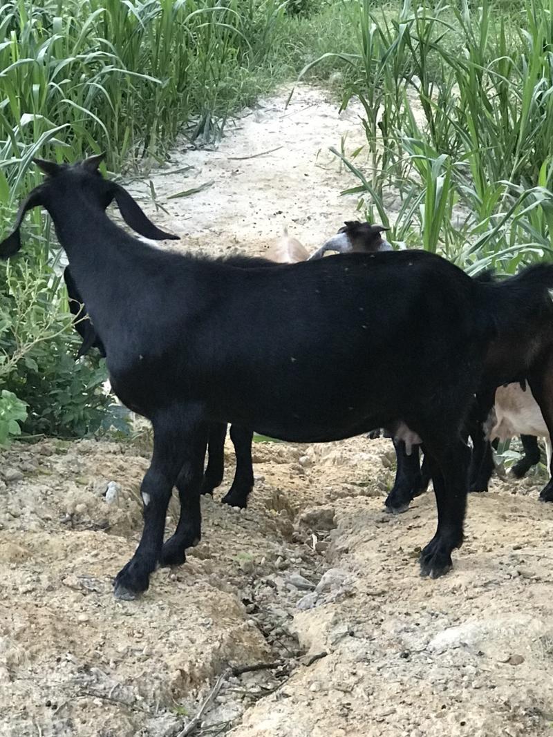 努比亚黑山羊。母羊大部分怀胎出售，带小羊羔