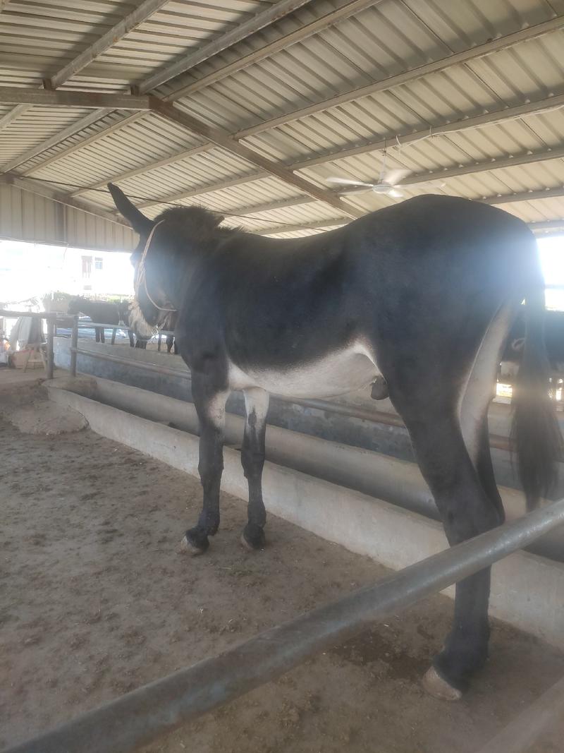 赤峰驴苗，杂交驴成年体重可达800斤以上，包技术，包成活