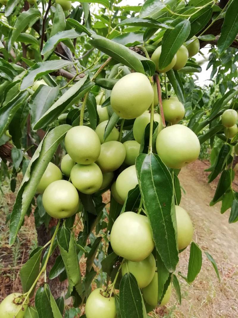 山西庙上冬枣