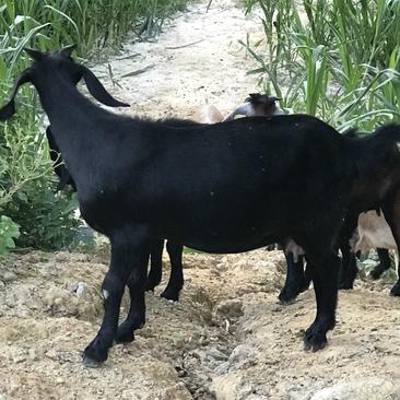 广西山羊，努比亚黑山羊，自家放养黑山羊。母的带胎带崽出售