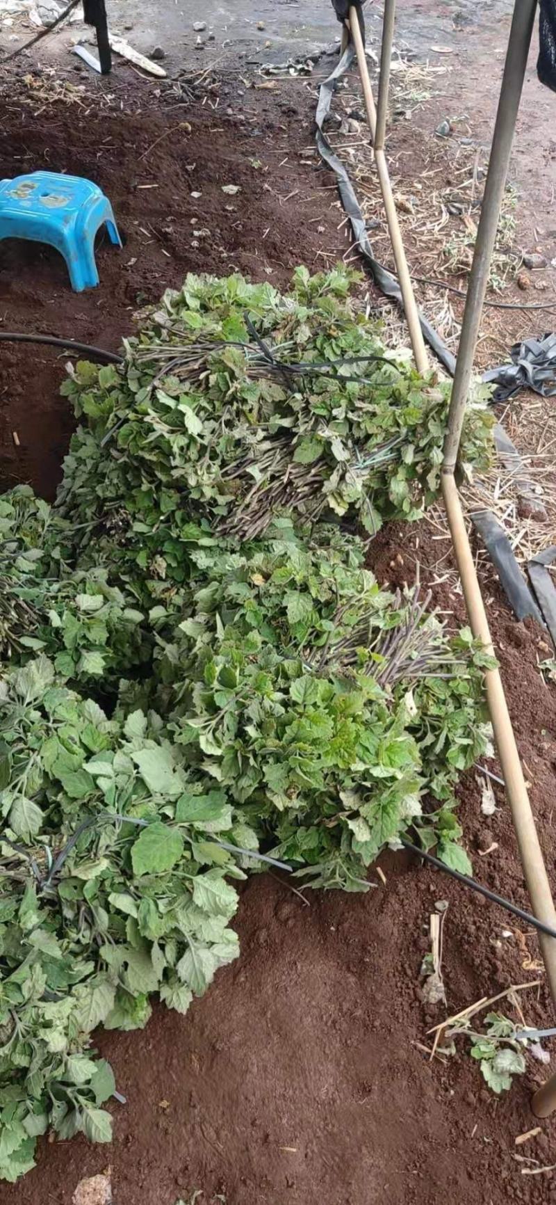 广藿香苗批发产地直销，优质苗种直插苗成活率高